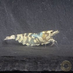 Announcing the incredible Spectra Caridina Shrimp buy now ONLY at Shrimp Cove UK