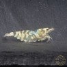 Announcing the incredible Spectra Caridina Shrimp buy now ONLY at Shrimp Cove UK