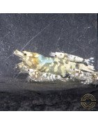 Announcing the incredible Spectra Caridina Shrimp buy now ONLY at Shrimp Cove UK