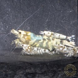 Announcing the incredible Spectra Caridina Shrimp buy now ONLY at Shrimp Cove UK