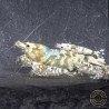 Announcing the incredible Spectra Caridina Shrimp buy now ONLY at Shrimp Cove UK