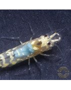 Announcing the incredible Spectra Caridina Shrimp buy now ONLY at Shrimp Cove UK