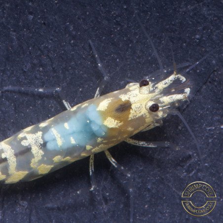Announcing the incredible Spectra Caridina Shrimp buy now ONLY at Shrimp Cove UK