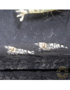 Announcing the incredible Spectra Caridina Shrimp buy now ONLY at Shrimp Cove UK