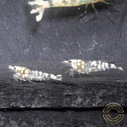 Announcing the incredible Spectra Caridina Shrimp buy now ONLY at Shrimp Cove UK