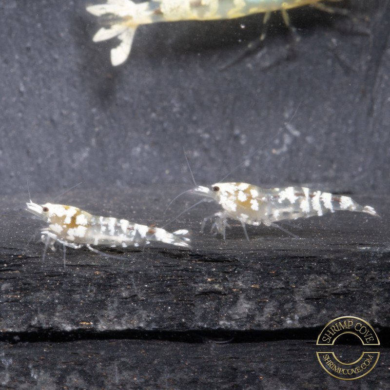 Announcing the incredible Spectra Caridina Shrimp buy now ONLY at Shrimp Cove UK