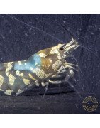 Announcing the incredible Spectra Caridina Shrimp buy now ONLY at Shrimp Cove UK
