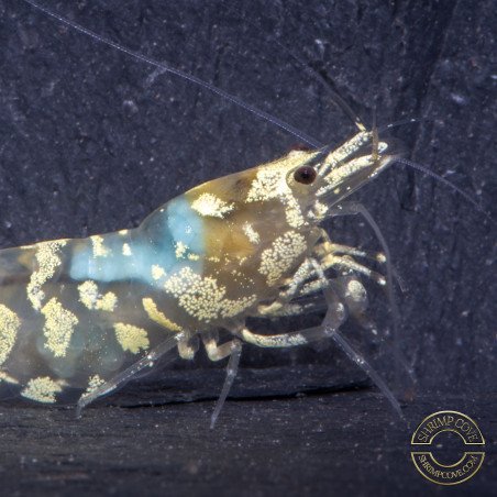 Announcing the incredible Spectra Caridina Shrimp buy now ONLY at Shrimp Cove UK