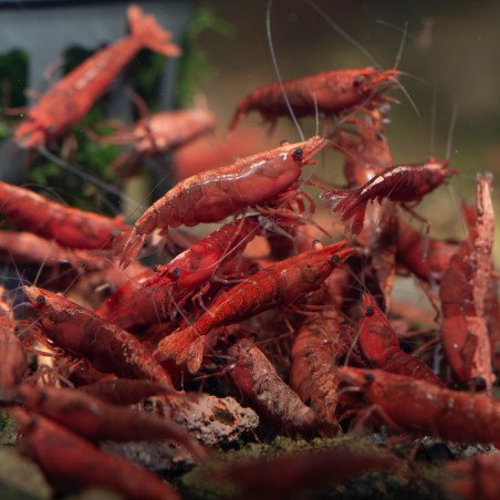 Brightest Bloody Mary Shrimp High Grade | Shrimp Cove £1 Shrimp