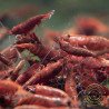 Brightest Bloody Mary Shrimp High Grade | Shrimp Cove £1 Shrimp