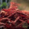 Brightest Bloody Mary Shrimp High Grade | Shrimp Cove £1 Shrimp