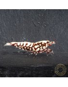 Red Snowflake Caridina Shrimp buy now at Shrimp Cove
