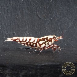 Red Snowflake Caridina Shrimp buy now at Shrimp Cove