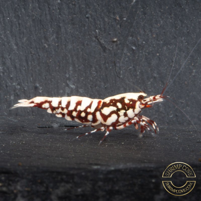 Red Snowflake Caridina Shrimp buy now at Shrimp Cove