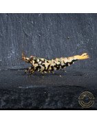 Python Metallic Caridina STUD MALE Shrimp buy now | Shrimp Cove