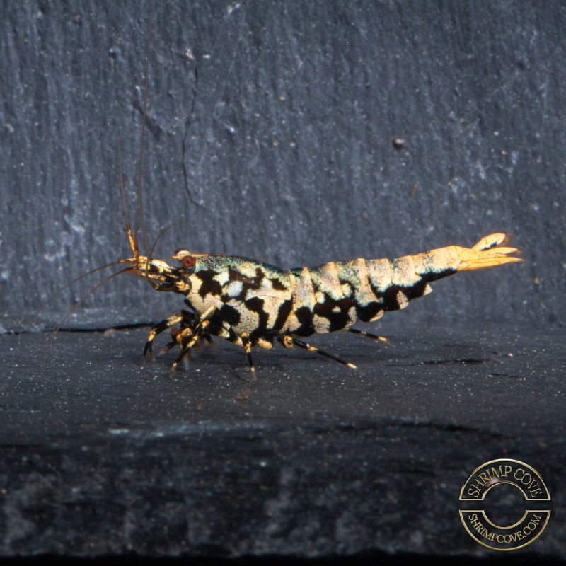 Python Metallic Caridina STUD MALE Shrimp buy now | Shrimp Cove