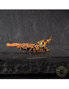 Orange Base Boa STUD Caridina Shrimp BEST IN THE UK | SHRIMP COVE