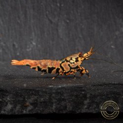 Orange Base Boa STUD Caridina Shrimp BEST IN THE UK | SHRIMP COVE