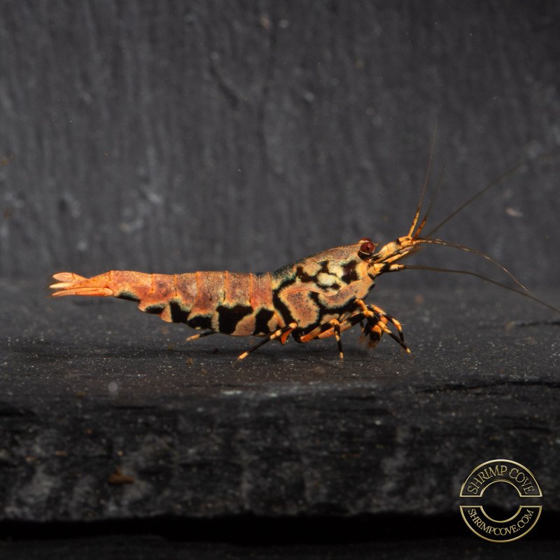 Orange Base Boa STUD Caridina Shrimp BEST IN THE UK | SHRIMP COVE
