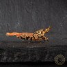 Orange Base Boa STUD Caridina Shrimp BEST IN THE UK | SHRIMP COVE