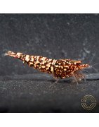 Snowfall TB Shrimp Genetics STUD Caridina Shrimp BEST IN THE UK | SHRIMP COVE