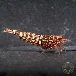 Snowfall TB Shrimp Genetics STUD Caridina Shrimp BEST IN THE UK | SHRIMP COVE
