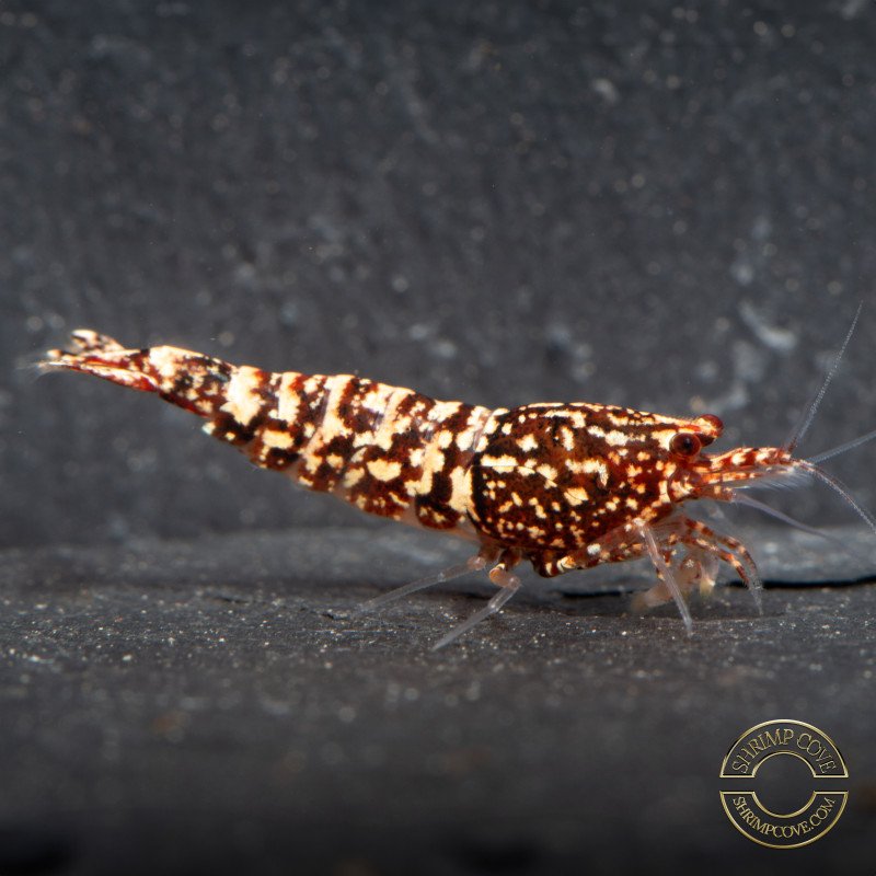 Snowfall TB Shrimp Genetics STUD Caridina Shrimp BEST IN THE UK | SHRIMP COVE