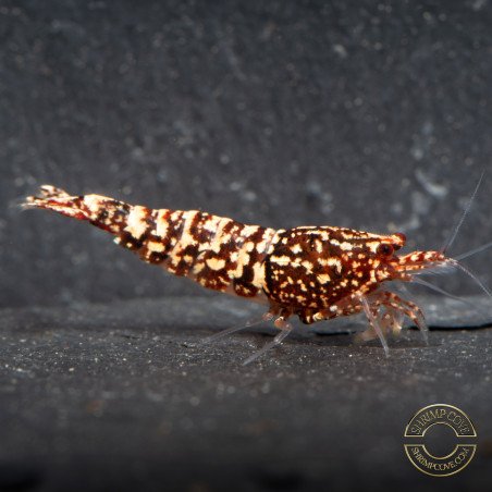 Snowfall TB Shrimp Genetics STUD Caridina Shrimp BEST IN THE UK | SHRIMP COVE