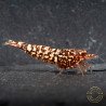 Snowfall TB Shrimp Genetics STUD Caridina Shrimp BEST IN THE UK | SHRIMP COVE