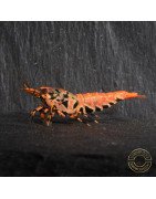 Orange Base Boa STUD Caridina Shrimp BEST IN THE UK | SHRIMP COVE