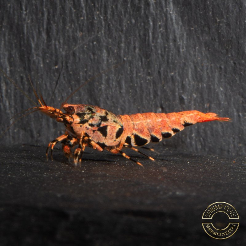 Orange Base Boa STUD Caridina Shrimp BEST IN THE UK | SHRIMP COVE