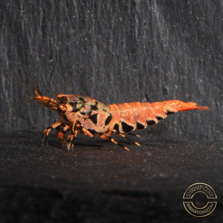 Orange Base Boa STUD Caridina Shrimp BEST IN THE UK | SHRIMP COVE