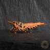 Orange Base Boa STUD Caridina Shrimp BEST IN THE UK | SHRIMP COVE