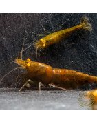 Announcing the incredible TB Orange Eye Goblin Caridina Shrimp buy now ONLY at Shrimp Cove UK