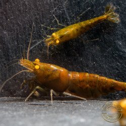 Announcing the incredible TB Orange Eye Goblin Caridina Shrimp buy now ONLY at Shrimp Cove UK