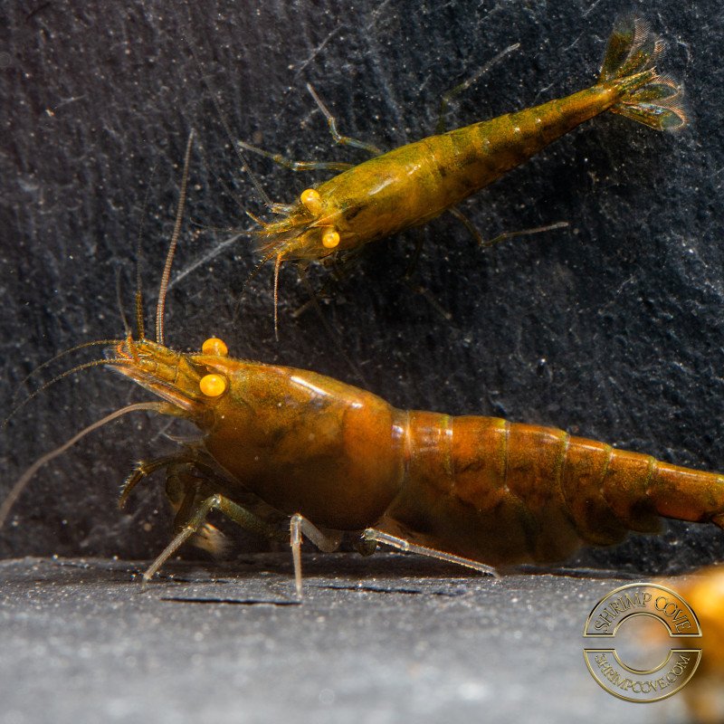 Announcing the incredible TB Orange Eye Goblin Caridina Shrimp buy now ONLY at Shrimp Cove UK