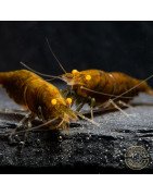 Announcing the incredible TB Orange Eye Goblin Caridina Shrimp buy now ONLY at Shrimp Cove UK