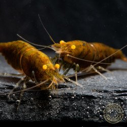 Announcing the incredible TB Orange Eye Goblin Caridina Shrimp buy now ONLY at Shrimp Cove UK