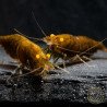 Announcing the incredible TB Orange Eye Goblin Caridina Shrimp buy now ONLY at Shrimp Cove UK