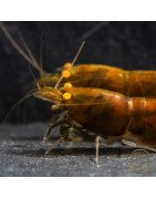 Announcing the incredible TB Orange Eye Goblin Caridina Shrimp buy now ONLY at Shrimp Cove UK