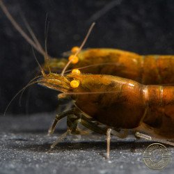 Announcing the incredible TB Orange Eye Goblin Caridina Shrimp buy now ONLY at Shrimp Cove UK