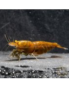 Announcing the incredible TB Orange Eye Goblin Caridina Shrimp buy now ONLY at Shrimp Cove UK
