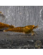 Announcing the incredible TB Orange Eye Goblin Caridina Shrimp buy now ONLY at Shrimp Cove UK