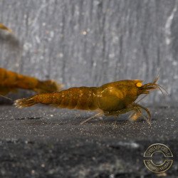 Announcing the incredible TB Orange Eye Goblin Caridina Shrimp buy now ONLY at Shrimp Cove UK