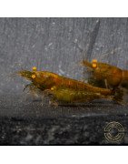 Announcing the incredible TB Orange Eye Goblin Caridina Shrimp buy now ONLY at Shrimp Cove UK