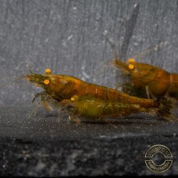 Announcing the incredible TB Orange Eye Goblin Caridina Shrimp buy now ONLY at Shrimp Cove UK