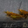 Announcing the incredible TB Orange Eye Goblin Caridina Shrimp buy now ONLY at Shrimp Cove UK