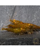 Announcing the incredible TB Orange Eye Goblin Caridina Shrimp buy now ONLY at Shrimp Cove UK
