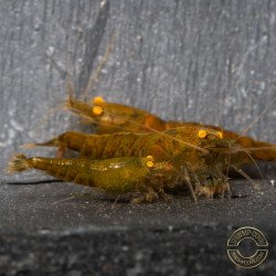 Announcing the incredible TB Orange Eye Goblin Caridina Shrimp buy now ONLY at Shrimp Cove UK