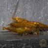 Announcing the incredible TB Orange Eye Goblin Caridina Shrimp buy now ONLY at Shrimp Cove UK